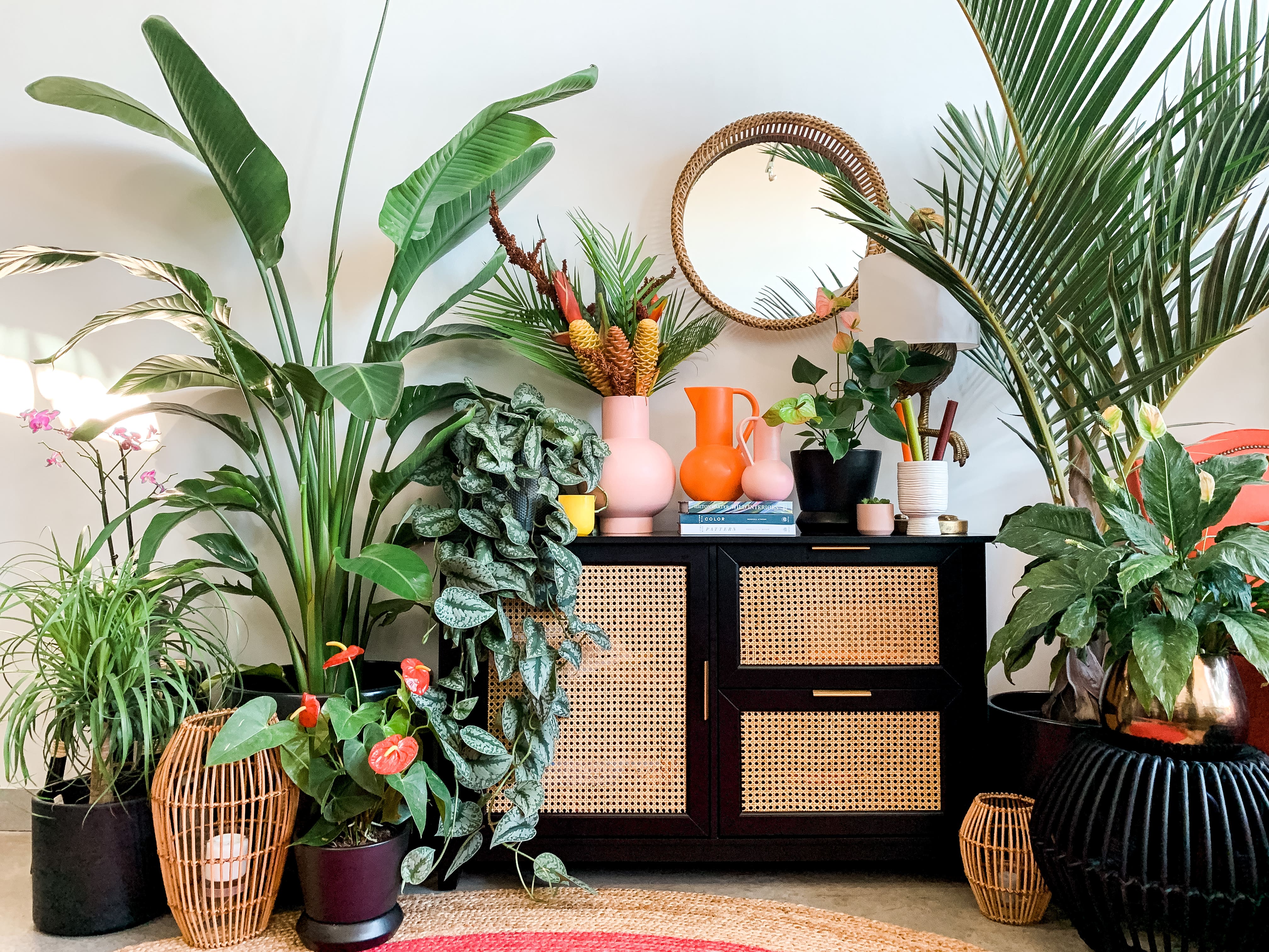 Plant Penthouse's Shayla Owodunni Shares Tips for First-Time Plant Owners